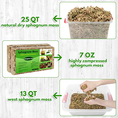 Sphagnum Moos für Pflanzen und Orchideen 200g Organisches Torfmoos