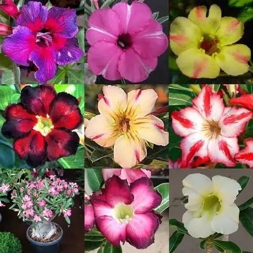 Image of Adenium Live Plant with Pot | Desert Rose Flowering Bonsai Plant for Home Garden Balcony | Beautiful Ornamental Flower Plant for Indoor Outdoor Decoration a€ inch Pack of 1