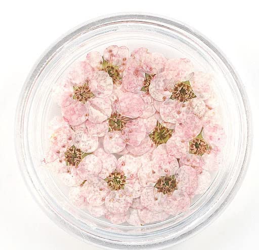 YellowCult Natural Real Dried & Pressed Pearl Plum Flowers for Art Craft - Multicolor for Soap, Candle, Scrapbooking, DIY, Resin Jewelry, Pendant - Pearl Plum Flowers [Luxury Pink - 20 Pcs Box]-image-39