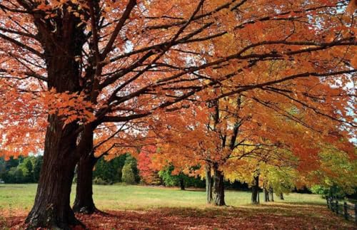 3 Sugar Maple Trees - 6-12