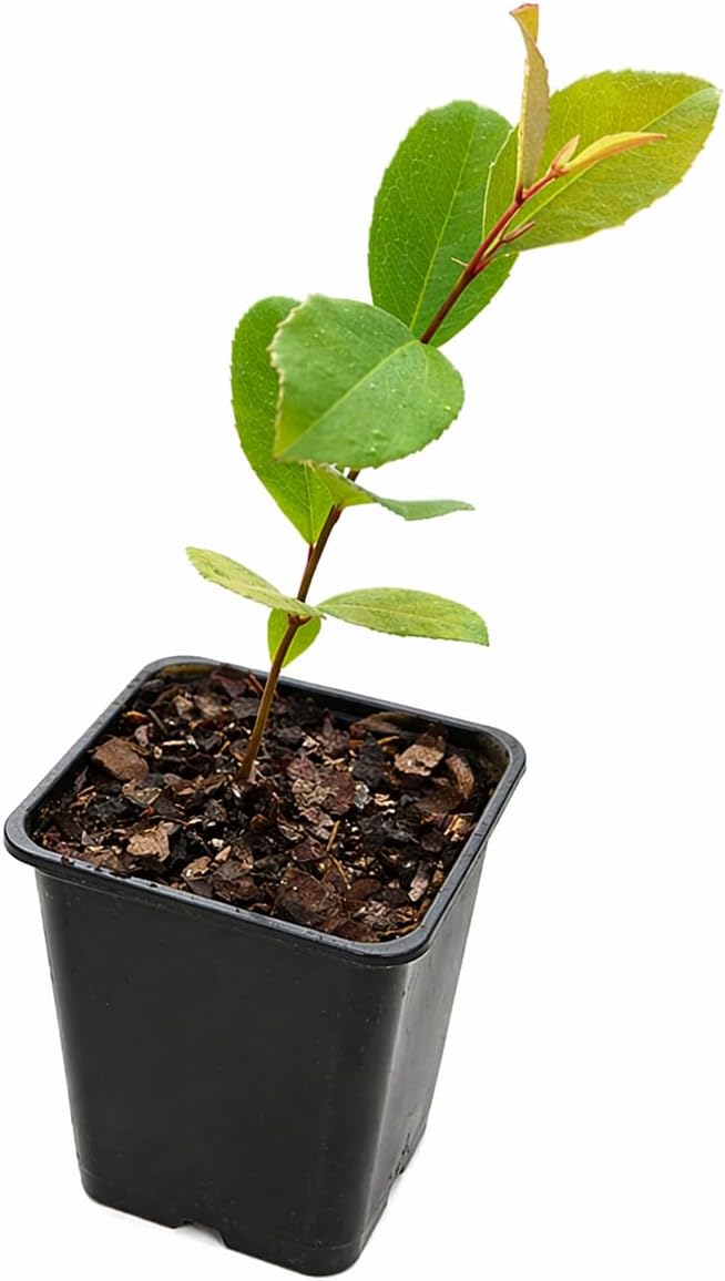 2 Carolina Cherry Laurel Shrubs - 4-6" Tall Live Plants - 3" Pots - Laurel Bush/Hedge Seedlings - Prunus caroliniana - (2 Pack)