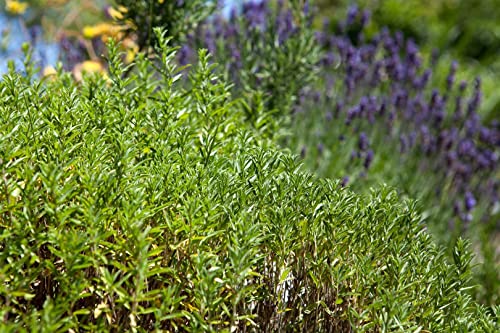 Winter-Bohnenkraut Satureja montana ssp. montana P 0,5 - Mehrjährige, winterharte Küchenkräuter, Aromatisch – Bild 3