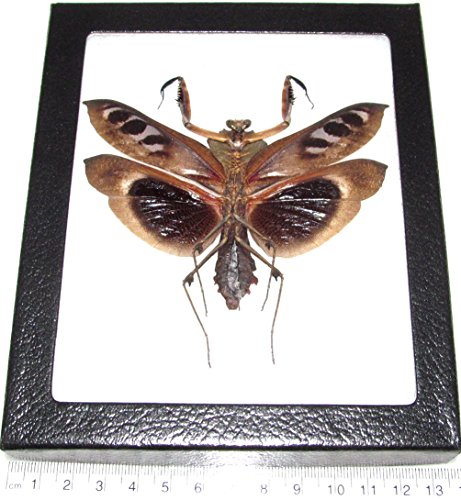 BicBugs Deroplatys dessicata Male Giant Dead Leaf Mimic Praying Mantis Malaysia Framed