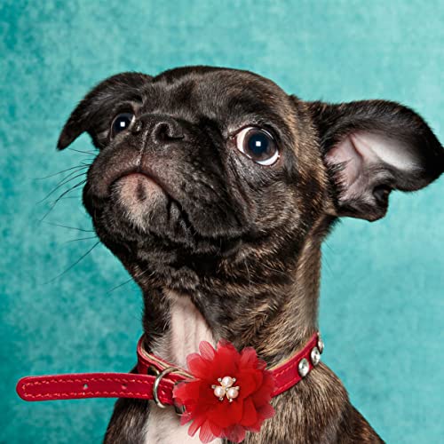 BIPY Hundehalsband, Blumen und Schleifen, künstliche Perlen, Strass, Halsband- Anhänger für Hunde, Katzen, Welpen, kleine, mittelgroße Hunde, Frühling, Sommer, Hochzeit, Geburtstag, Party-6
