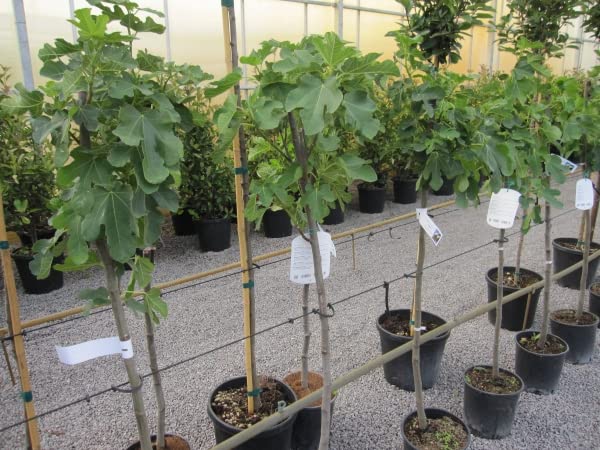 Feigenbaum Dottato - Ficus carica - Fico - Hochstamm 90