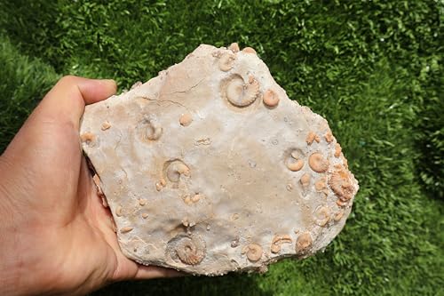 Image of Ammonites & Gastropods Plate Cretaceous Fossils Fossils from Morocco Fossil Rock ammonites Fossil from Morocco A208