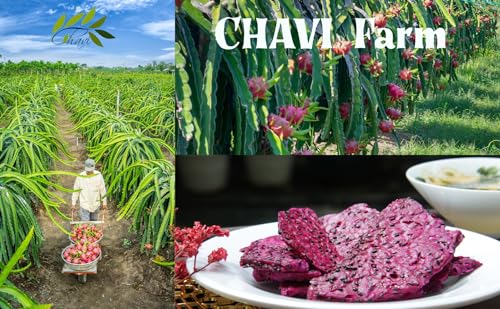 Image of CHAVI Dragon Fruit Chips - Pack of 3 x 2 Oz - Healthy 1 Ingredient Superfood Snack - No Added Sugars or Preservatives - Non-GMO, Vegan, Gluten-Free (Pack of 3)