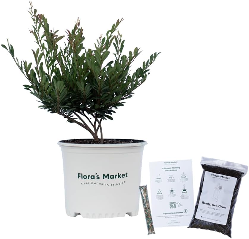 Bayou Bliss Distylium - 3 Gallon - Includes Planting Kit