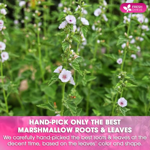 Image of FreshDrinkUS, Premium 55 Marshmallow Root and Leaf Tea Bags, 100% Natural & Pure. Loose Leaf Marshmallow Herbal Tea. Made with Eco-Conscious Tea Bags. No Sugar, No Caffeine, No Gluten, Vegan.