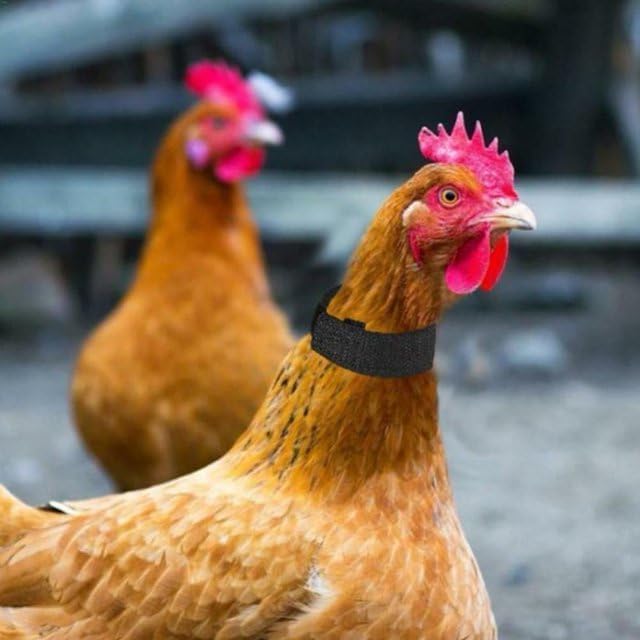 2pcs Black Anti Crow Rooster Collar, No Crow Noise Neck Belt for Roosters for Chicken Duck, Goose Pet Collar,Length - Image 4