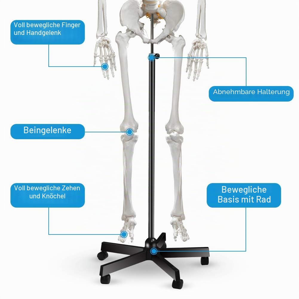 breesky Menschliches Skelett-Modell für Anatomie, lebensgroß, medizinisches menschliches Skelett-Modell mit Nervensystem, 179,8 cm, mit Rollständer Studium und Ausstellung von 3 Postern