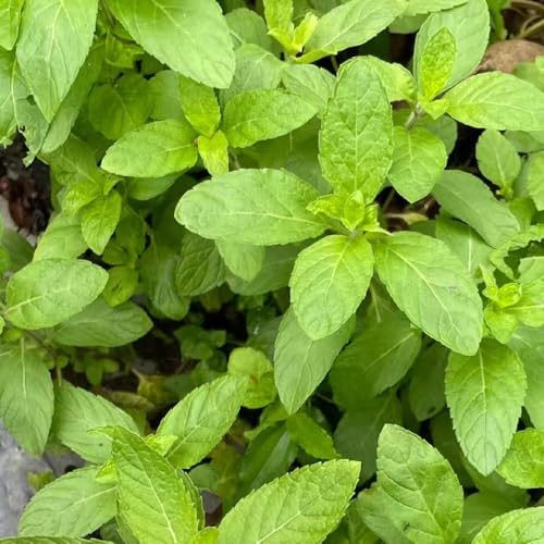 semillas de menta resistentes, semillas de menta verduras plantas verdes bonsai, plantas de hortalizas, jardín de hierbas con plantas en macetas, semillas exóticas semillas de 300pcs