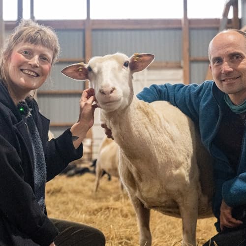 In der Friesischen Schafsk&auml;serei &ndash; mit Redlef Volquardsen