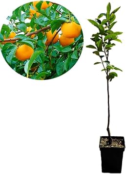 Date-Plum or Caucasian Persimmon - DIOSPYROS Lotus in 19CM Pot - Small Tree with Tomato Sized, Sweet, Edible Fruits - 35cm Tall