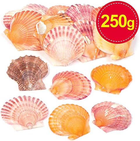 Baker Ross AV168 Mini Scallop Craft Shells (Pack of 250 g) Bag of Seashells For Kids Arts and Crafts