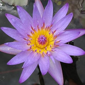 Live Water Lilies Rhizomes (Tubers) | Pre-Grown Hardy Lilies in White, Red, Yellow, Pink (Purple)