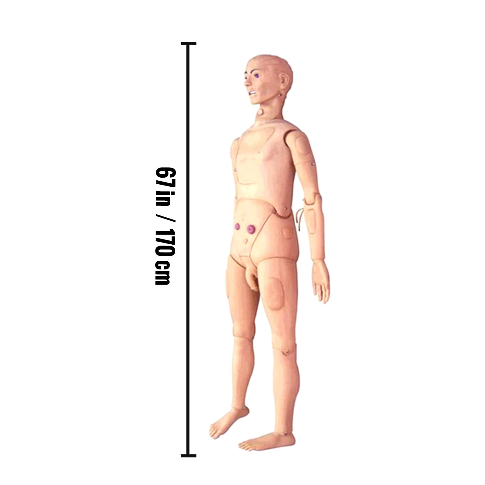 Amazon.co.jp: 人体模型 介護人形 170cm 医療 介護 介護 多機能 デモ