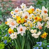Bulbes de Jonquilles Budget Collection - Narcisses Bulbes - 25 Bulbes de Fleurs à Planter...