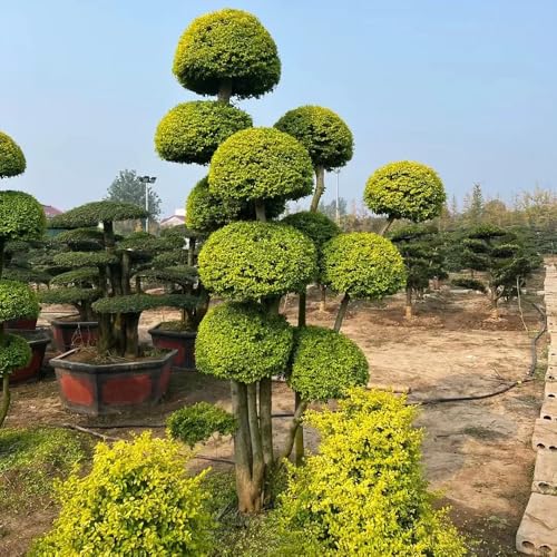 semillas de aligustre de hoja perenne de interior purificadoras de aire alheña raras, arbustos decorativos, seto de rápido crecimiento cubierta 450pcs