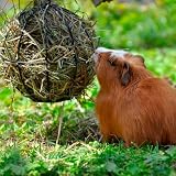 Arquivet foin naturel de 1 kg pour rongeurs et petits animaux photo 5