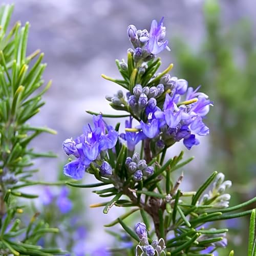 Image of Hidden Enterprise Rosemary Live Aromatic Herb Plant for Home Kitchen Garden Indoor Outdoor Balcony Terrace | Fresh Healthy Nursery Herb for Fragrance Gardening Natural Greenery and Everyday Home Use