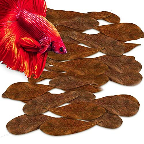 SunGrow 100 Pcs Mini Catappa Indian Almond Leaves for Betta
