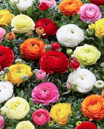 White French Peony Ranunculus - 12 Largest Size Corms, Premium Bulbs for Stunning White Blooms, Ideal for Garden Beds, Perfect for Spring Planting 2025, Elegant Peony-Like Flowers - Thumbnail 2