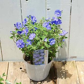 アメリカンブルー様 アメリカンブルー（エボルブルス） | オザキフラワーパーク