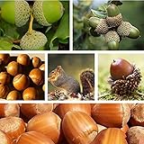 Semillas para plantar, 5 unidades/bolsa de semillas de árbol de roble Perenne Full Sun buena cosecha semillas de jardín ecológicas para el hogar - semillas