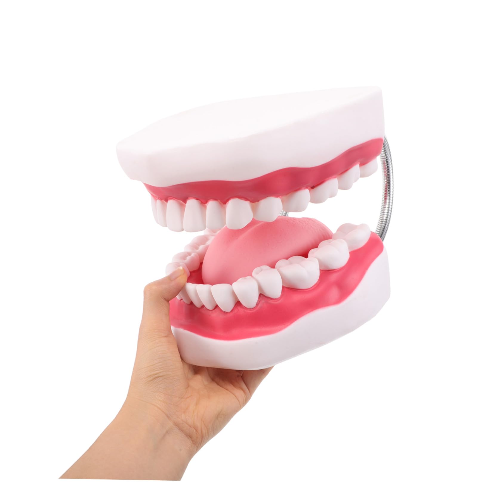 ERINGOGO Insegnamento Fai Da Te Della Lingua Finta Per Studenti Protesi Dentarie Professionisti Ortodontici Per Esami Realistici E Dimostrazione Del Dentista Con La Bocca