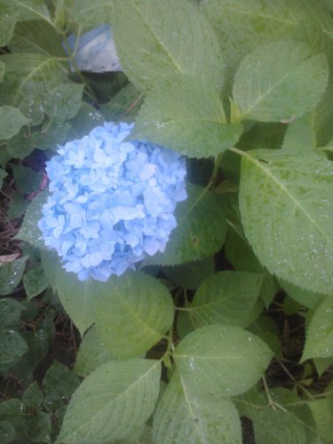 Nikko Blue Hydrangea - Live Plant Shipped 1 Foot Tall by DAS Farms (No California) - Thumbnail 2