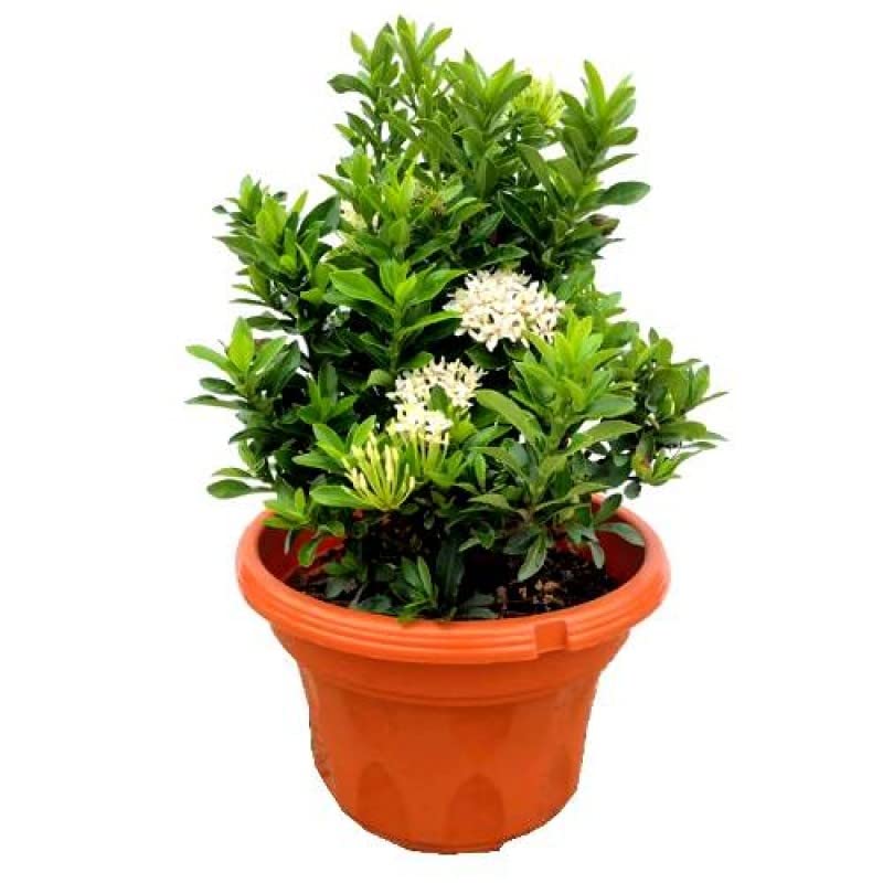 See full amazon price history chart for The Royal Crafty Enchanting Ixora or Rangan Flower Dwarf White Color live Plant Indoor Outdoor Living For Gardening Home Plant (White) The Royal Crafty Enchanting Ixora or Rangan Flower Dwarf White Color live Plant Indoor Outdoor Living For Gardening Home Plant (White) (B0CCJ8XZTX) Amazon Price History, Amazon Price Tracker