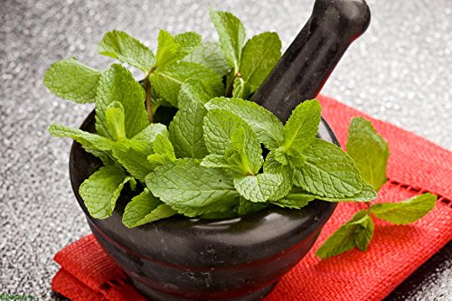 Nika Seeds - Herb Peppermint Mint Medicinal - 1000 Seeds #TOP1
