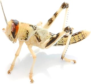 Desert Locusts Medium Pack of 50 | Food Insects Live | Feed Animals for Reptiles, Birds product image