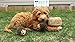 ZippyPaws Burrow- Interactive Dog & Puppy Toys for Boredom, Stimulating Pet Products to Keep them Busy, Hide & Seek Plush Dog Puzzles, Squeaky Toy for Enrichment, For Small & Medium Dogs- Hedgehog Den
