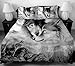YSJANDFM 3 Pcs Soft Luxury Youth 100% Polyester Shell Fully Reversible 3-Piece Modern 3D Wolf Print Duvet Cover Set Twin Size Full Size Queen Size King Size Blue No Comforter (Gray-Wolf, Queen)