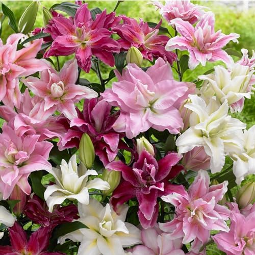 Easy to Grow Lilium Oriental Roselily Mix Plant Bulbs (12 Pack), Pollen-Free Double-Flowering Blooms...