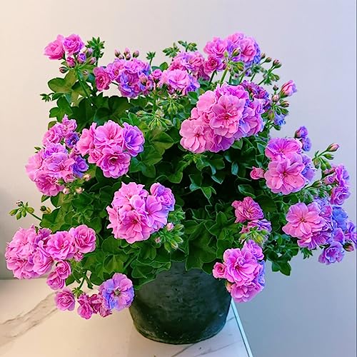 Gelbe Geranien Die 15 besten Produkte im Vergleich haushaltund