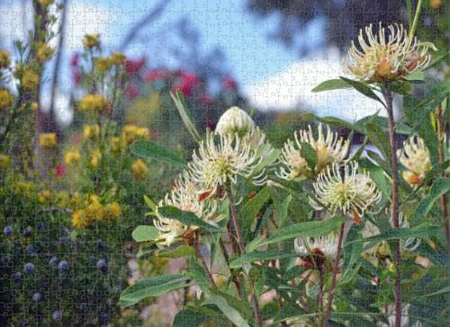 Puzzles for Adults Hardy Drought Tolerant Water Wise Australian Spring Garden 1000 Pieces Jigsaw Wooden Puzzles for Teenager or Adult Toys and Friend Ornamental Gift