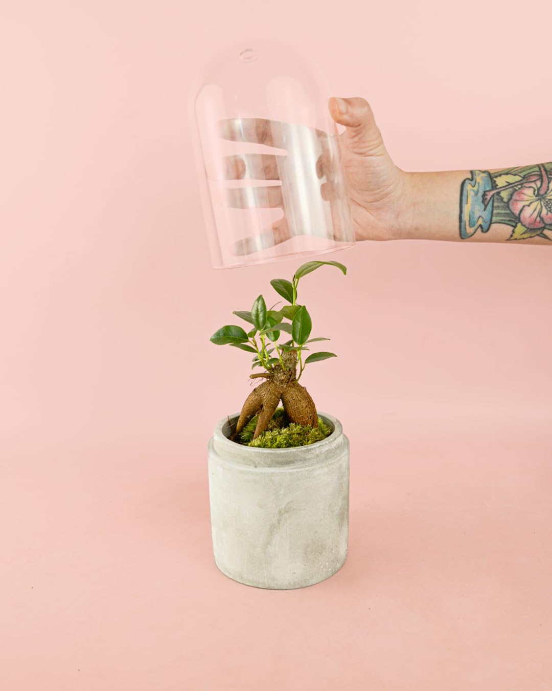 PUR PLANT Ficus Microcarpa Mini | Bonsai Natural De Interior Resistente y Purificador | Ideal para Terrarios y Espacios Pequeños | Plantas Naturales Interior y Hojas Brillantes | Maceta De Ø6 cm — view 9