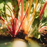 Bright Lights Swiss Chard - 100 Seeds - Heirloom & Open-Pollinated Variety, Non-GMO Vegetable Seeds