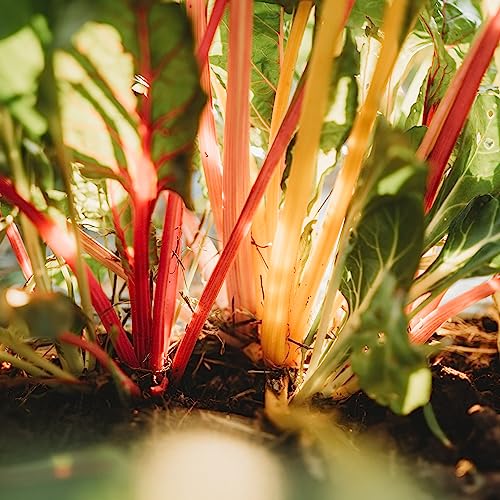 Bright Lights Swiss Chard - 100 Seeds - Heirloom & Open-Pollinated Variety, Non-Gmo Vegetable Seeds For Planting; Grow Greens Indoors/Outdoors In Containers Or The Home Garden, Thresh Seed Company #TOP6