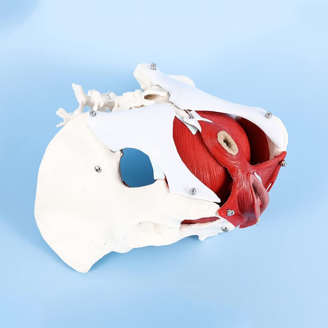 Model Female Pelvic Belt Muscle Model Female Pelvic Structure Bladder Pelvic Floor Muscle Model Teaching Model Two Segments Lumbar Spine