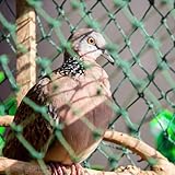 PanHuiWen Vogelnetze Vogelschutznetz Stabil GemüSeschutznetz Meterware Teichnetz...