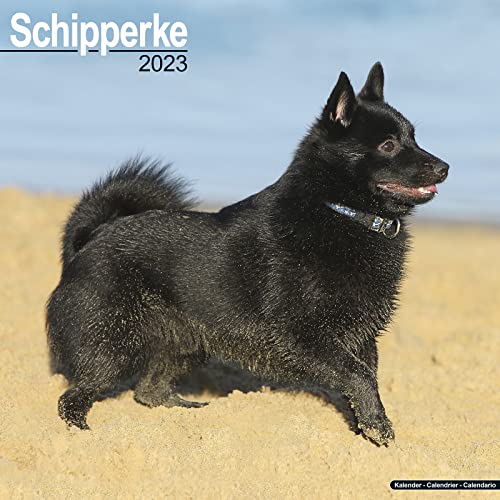 Schipperke Calendar - Dog Breed Calendars - 2022 - 2023 wall calendars - 16 Month by Avonside