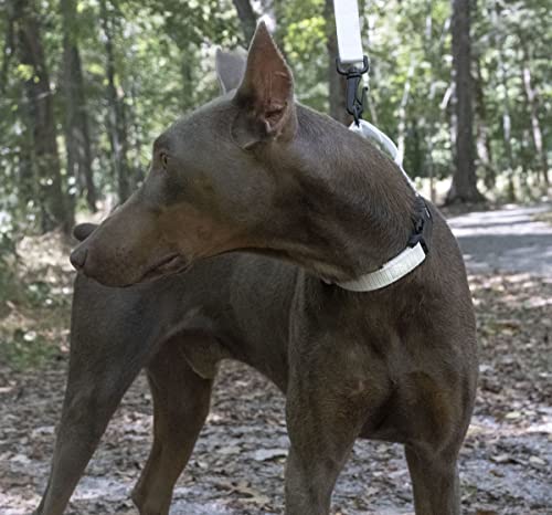 Country Brook Petz - Made In The Usa - Durable Nylon Martingale With Deluxe Buckle - 30+ Vibrant Color Options (White, 1 Inch, Medium) #TOP1