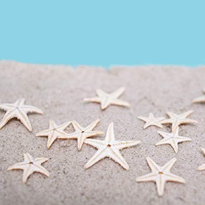 Amazon | 本物のヒトデ 1cm～3cmくらい 50個前後 海のヒトデ スター  