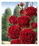 BALDUR Garten Delbard® Kletterrosen 'Messire Delbard®', 1 Pflanze, Kletterpflanze winterhart, mehrjährig, blühend, Rosa Hybride, schnell kletternd, blüht mehrmals im Jahr