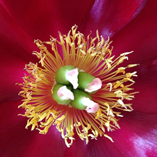 『POLYMATHEATRE』のカバーアート