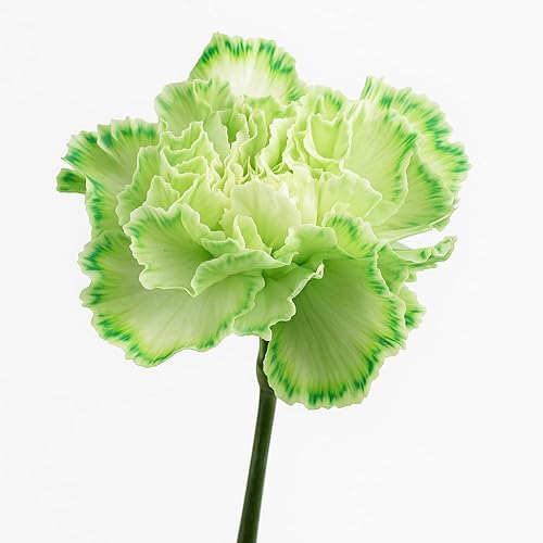 Vista 27 de GlobalRose 100 flores amarillas de clavel – Claveles de origen responsable – Ramo fresco seleccionado a mano para graduación, aniversario